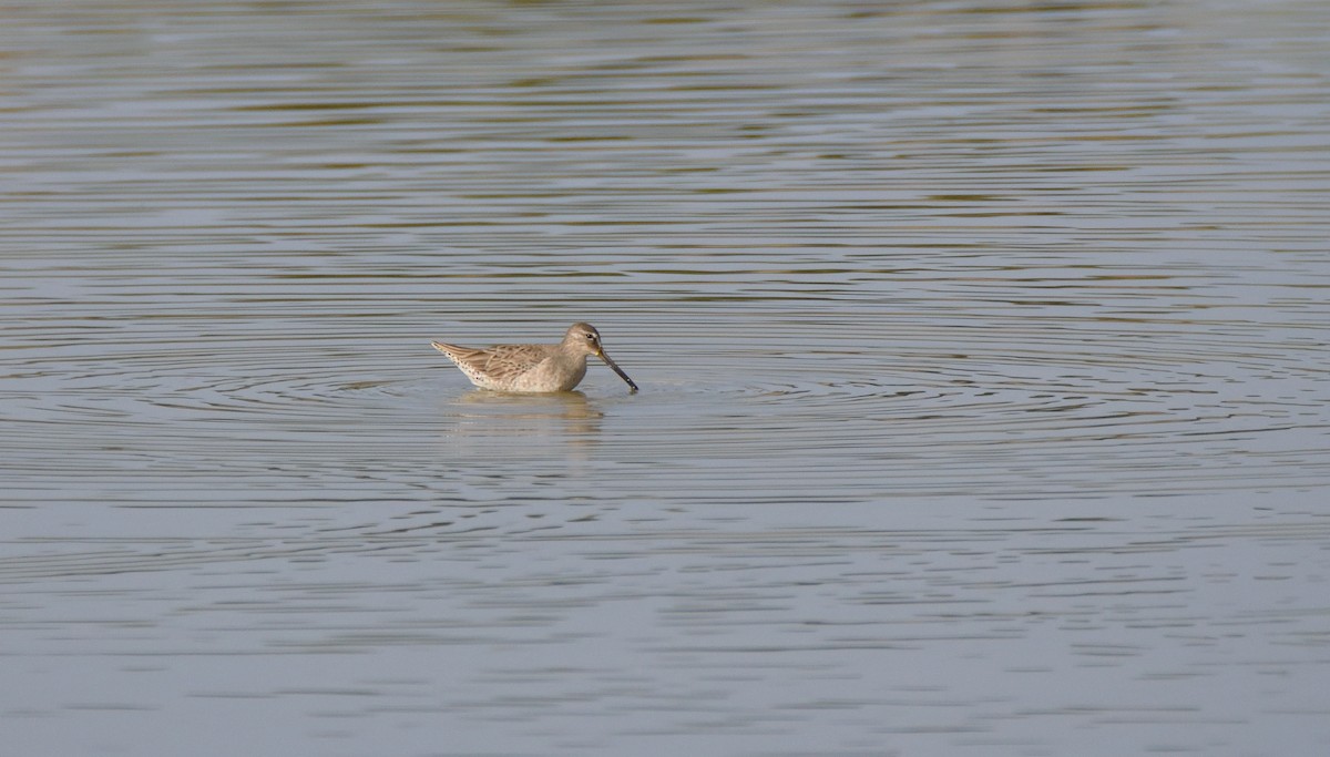 Long-billed Dowitcher - ML158518331