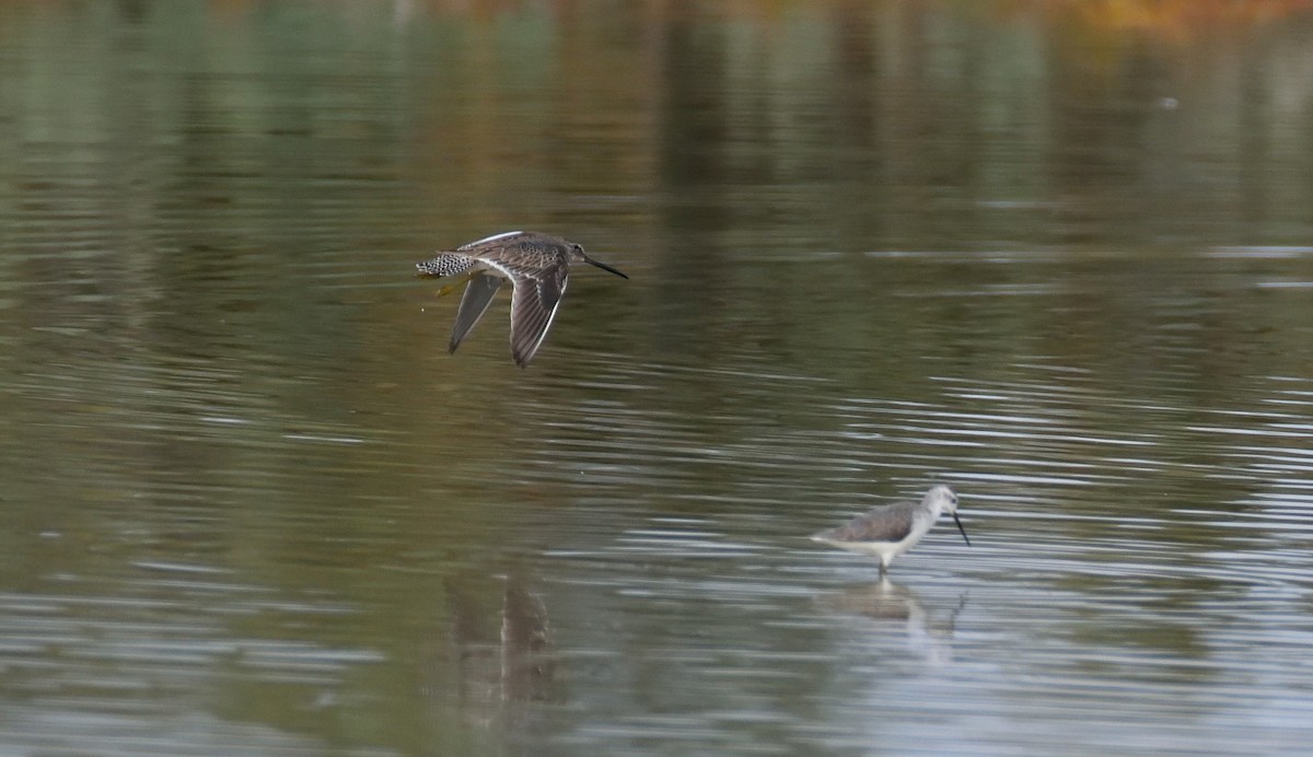 Long-billed Dowitcher - ML158518411