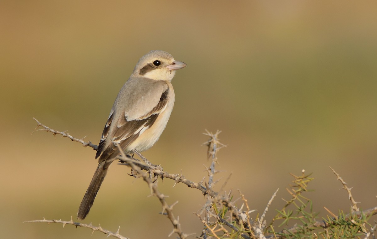 Great Gray Shrike (Steppe) - ML158518821