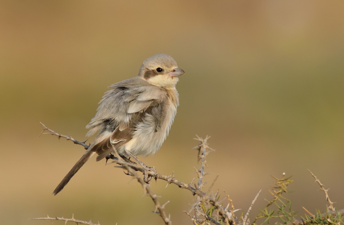 Great Gray Shrike (Steppe) - ML158518861