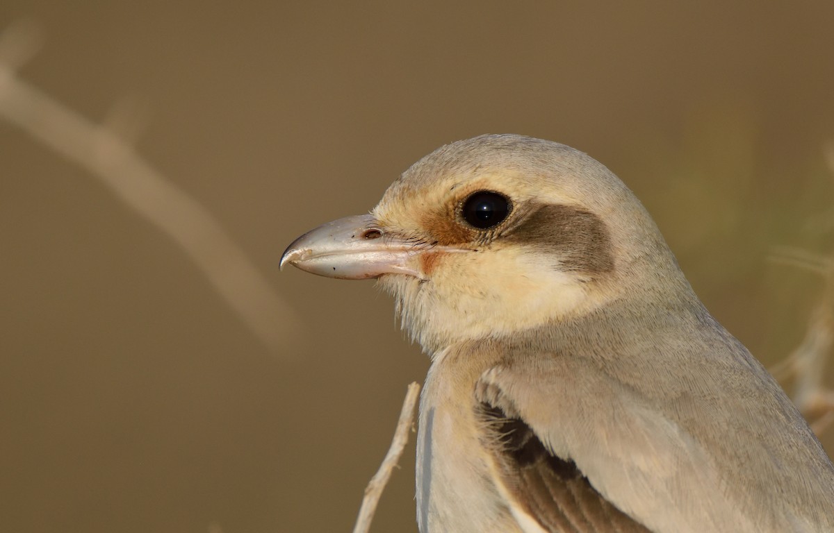 Great Gray Shrike (Steppe) - ML158518961