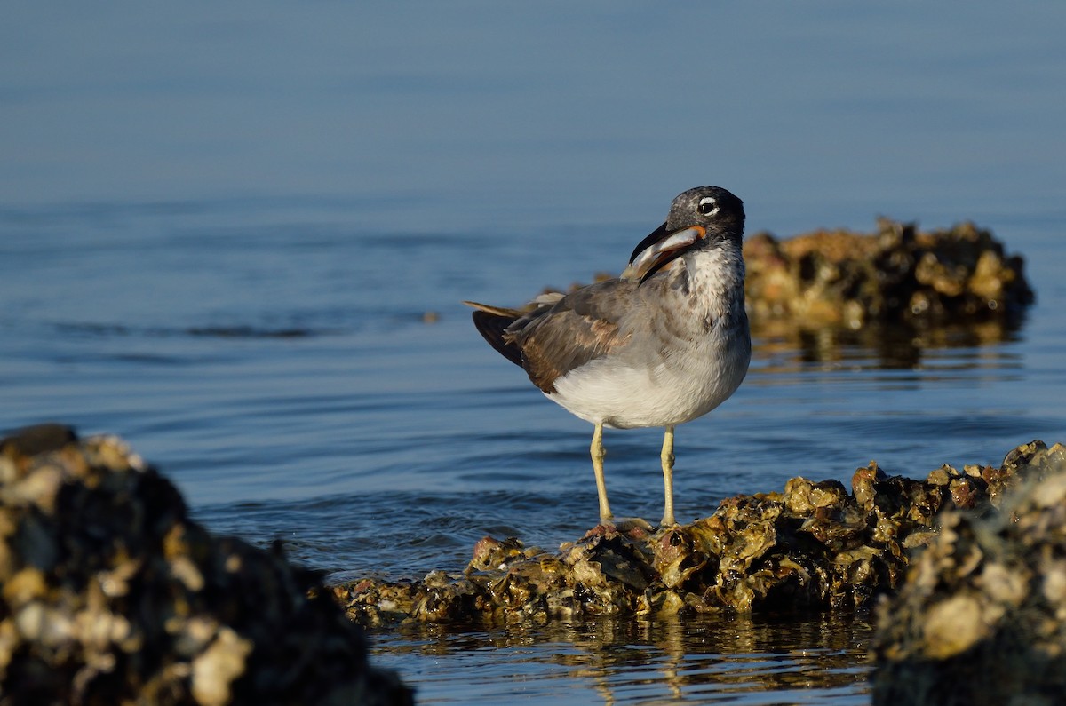 White-eyed Gull - Ori Davidor