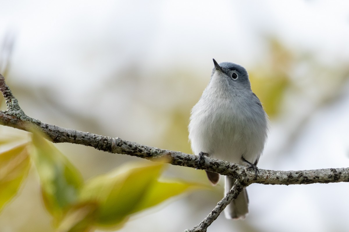 Blue-gray Gnatcatcher - ML158525941