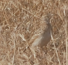 Horned Lark - Anonymous