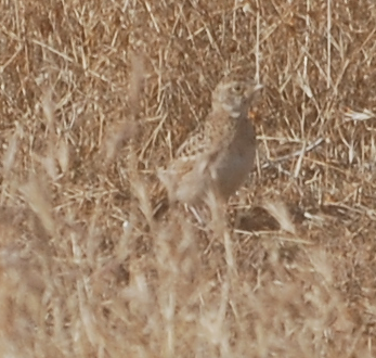 Horned Lark - ML158526801