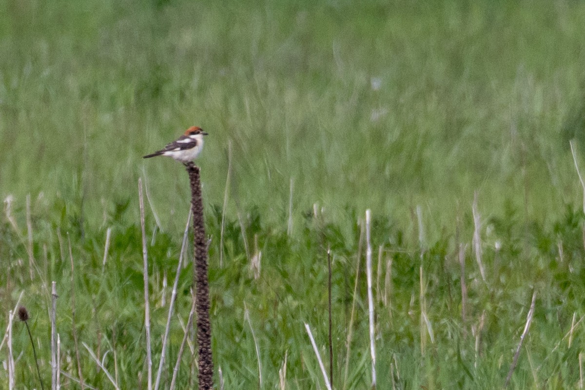 Woodchat Shrike - ML158529091