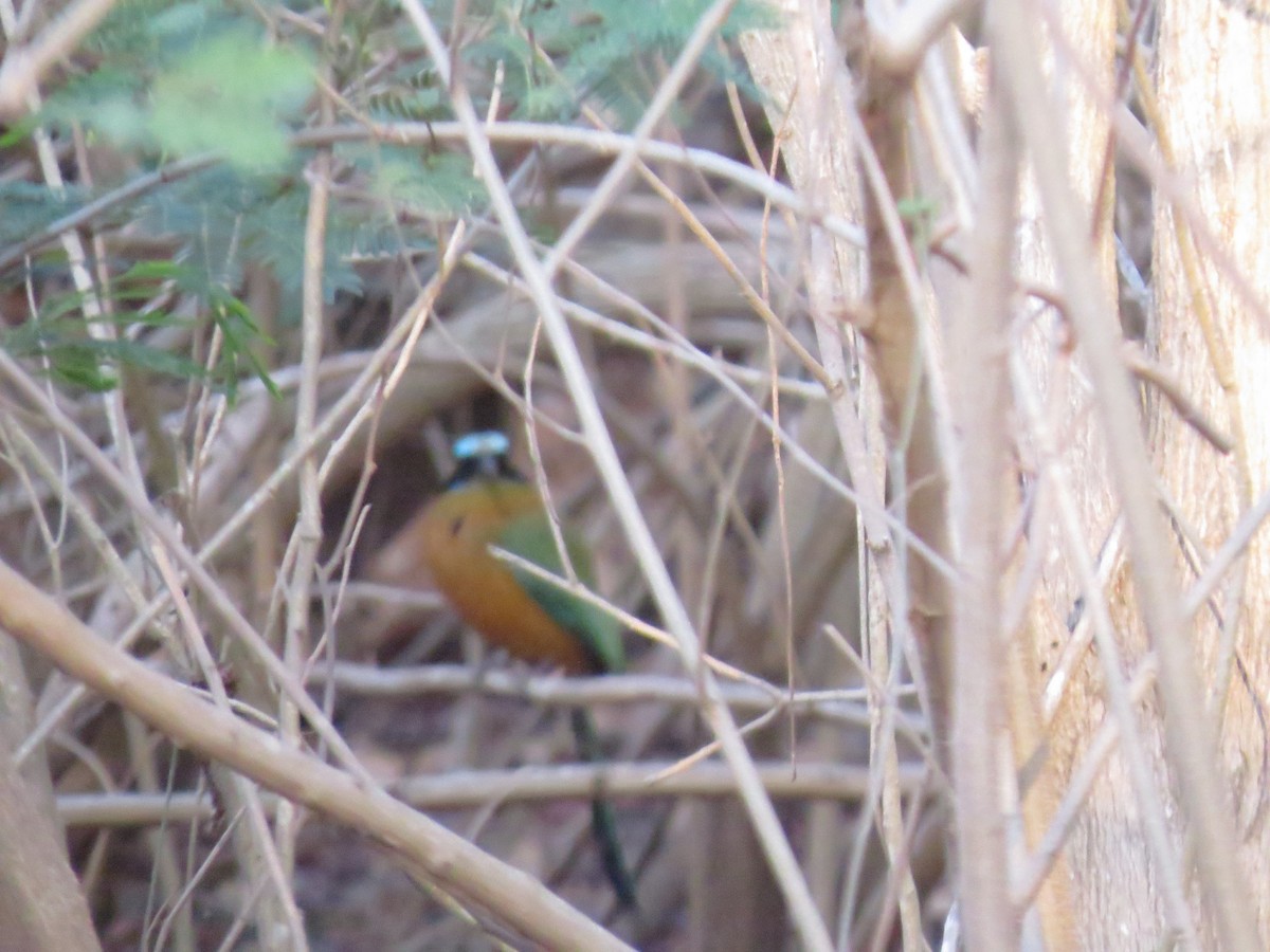 Motmot caraïbe - ML158529111