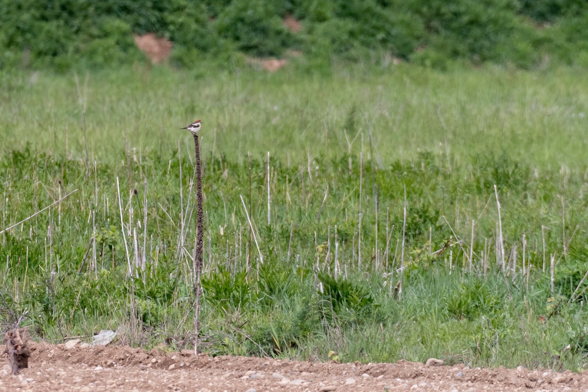 Woodchat Shrike - ML158529181