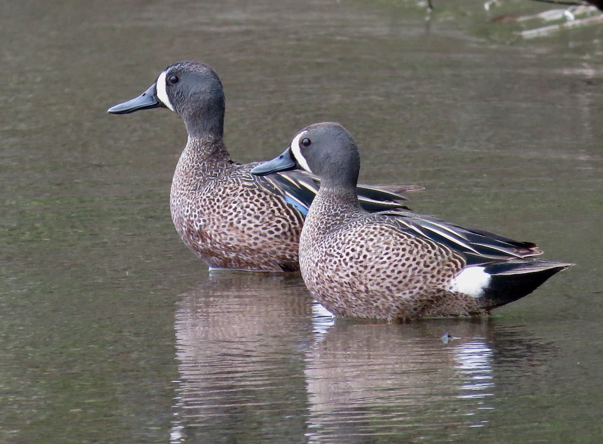 Blue-winged Teal - ML158529201