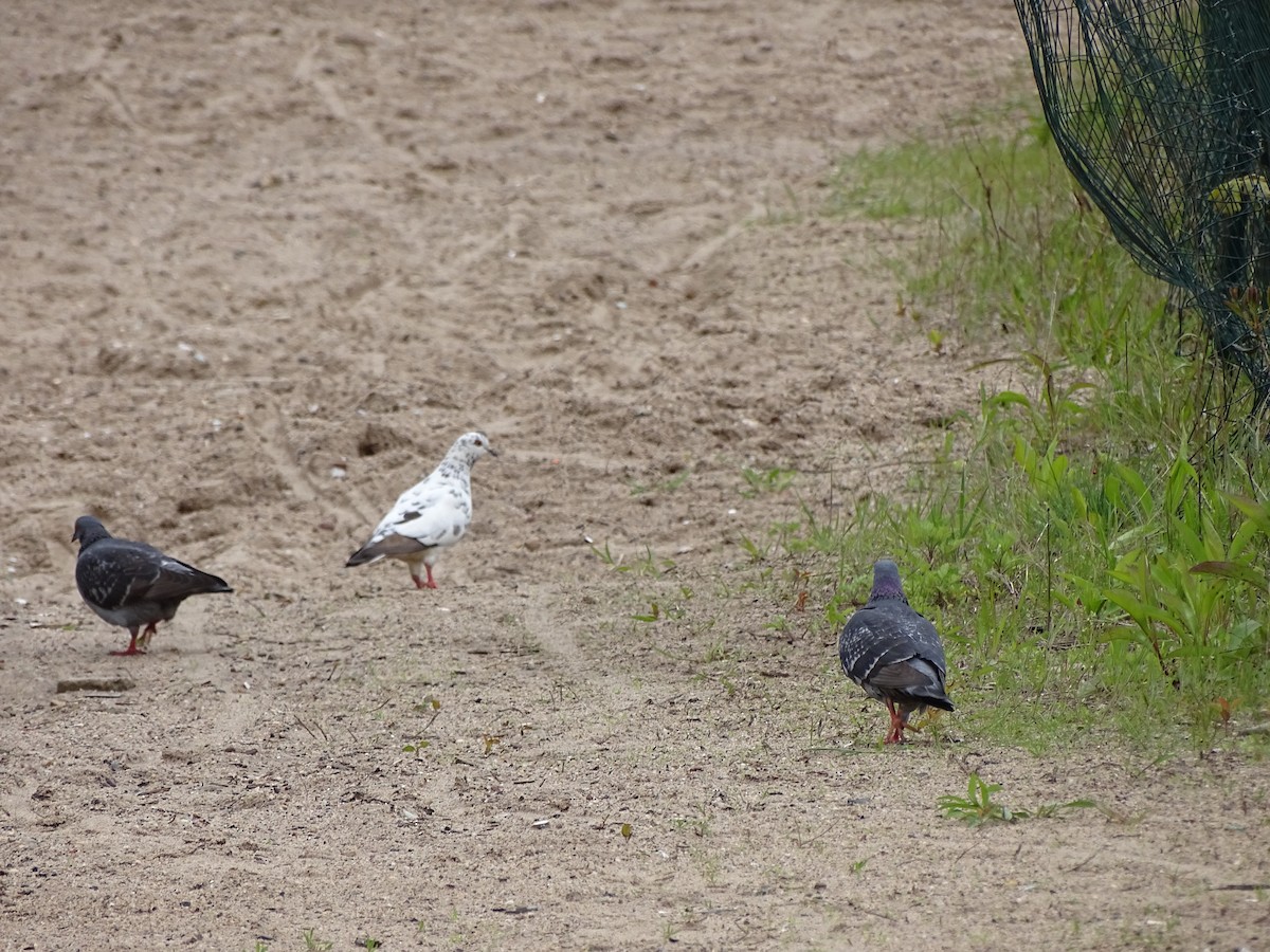 Piccione domestico - ML158529921