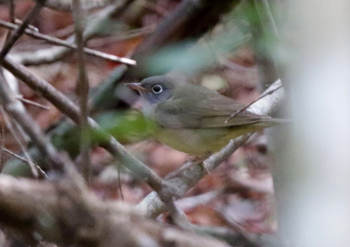 Connecticut Warbler - ML158533131