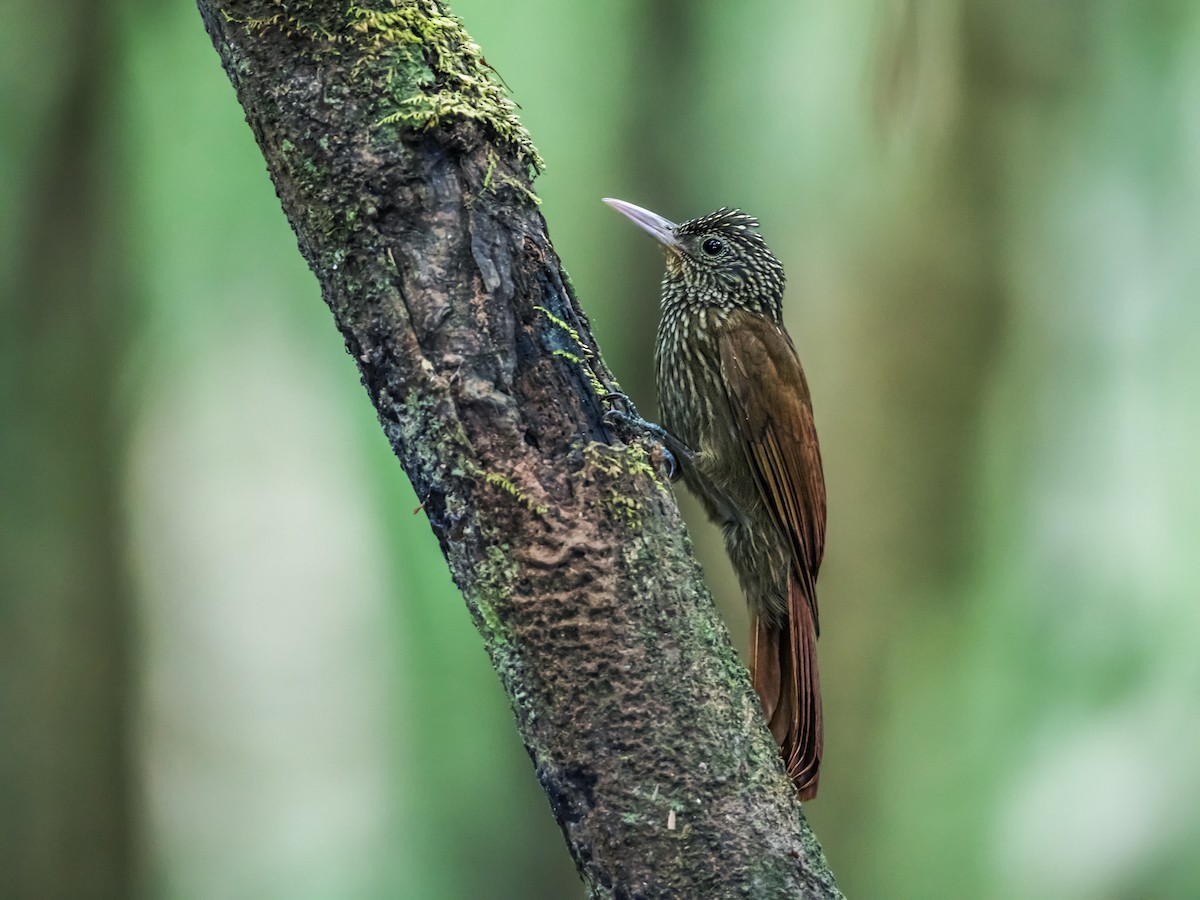 Striped Woodcreeper - Nick Athanas