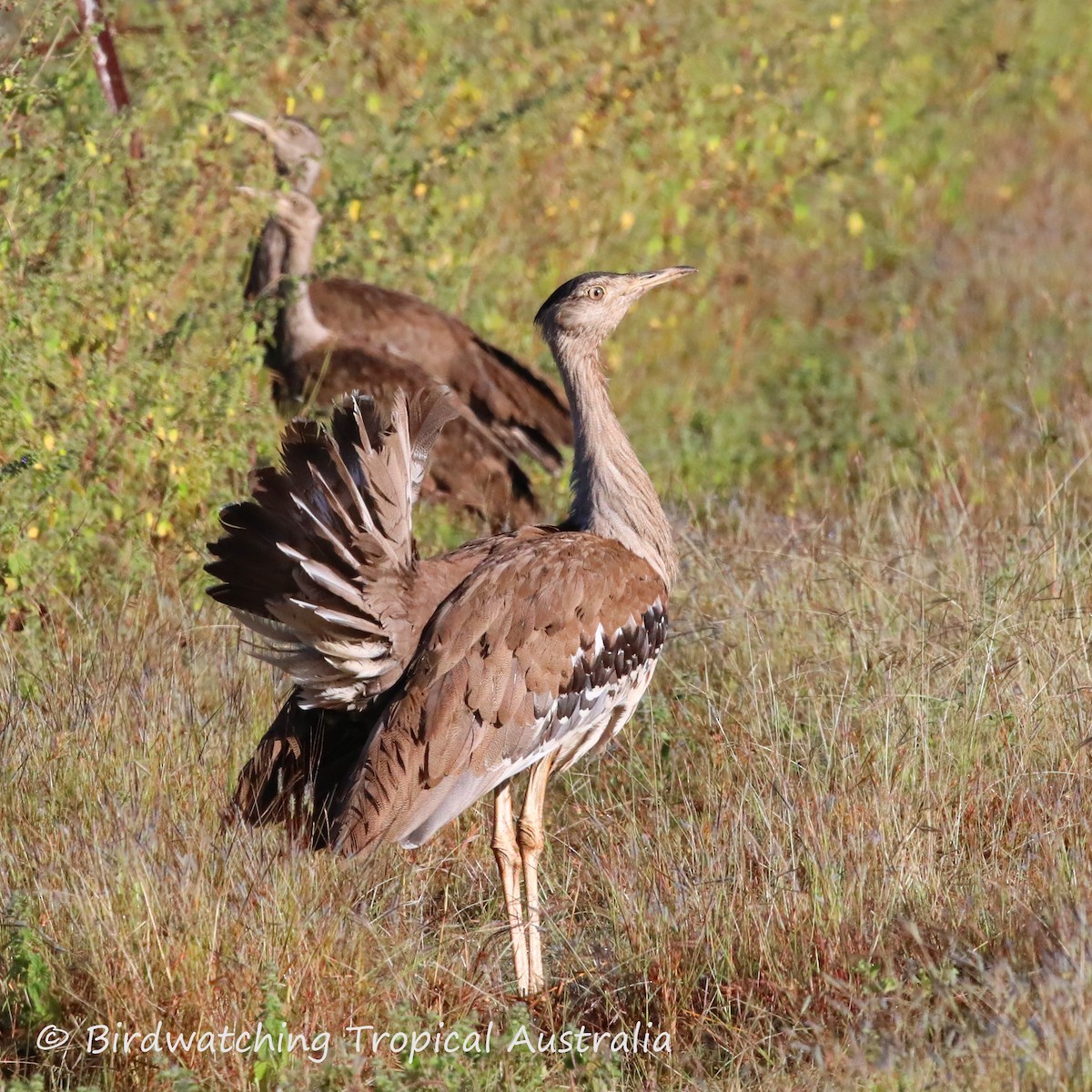 Australian Bustard - ML158534801