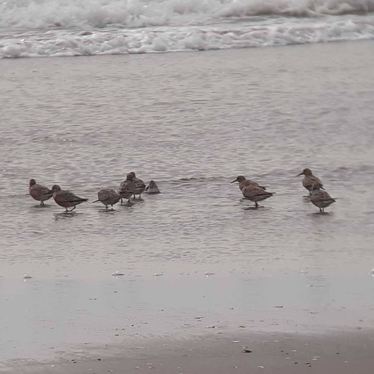 Red Knot - Daniel Farrar