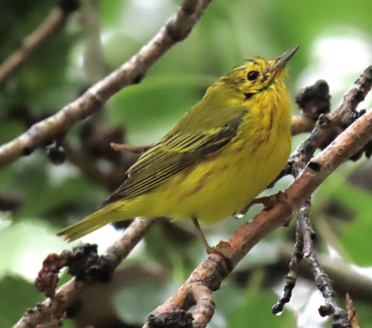 Yellow Warbler - Ed Thomas