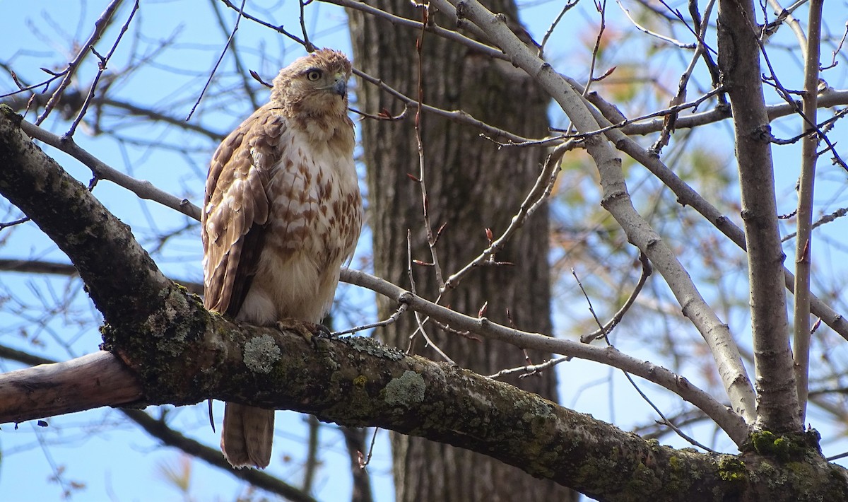 Red-tailed Hawk - ML158537181