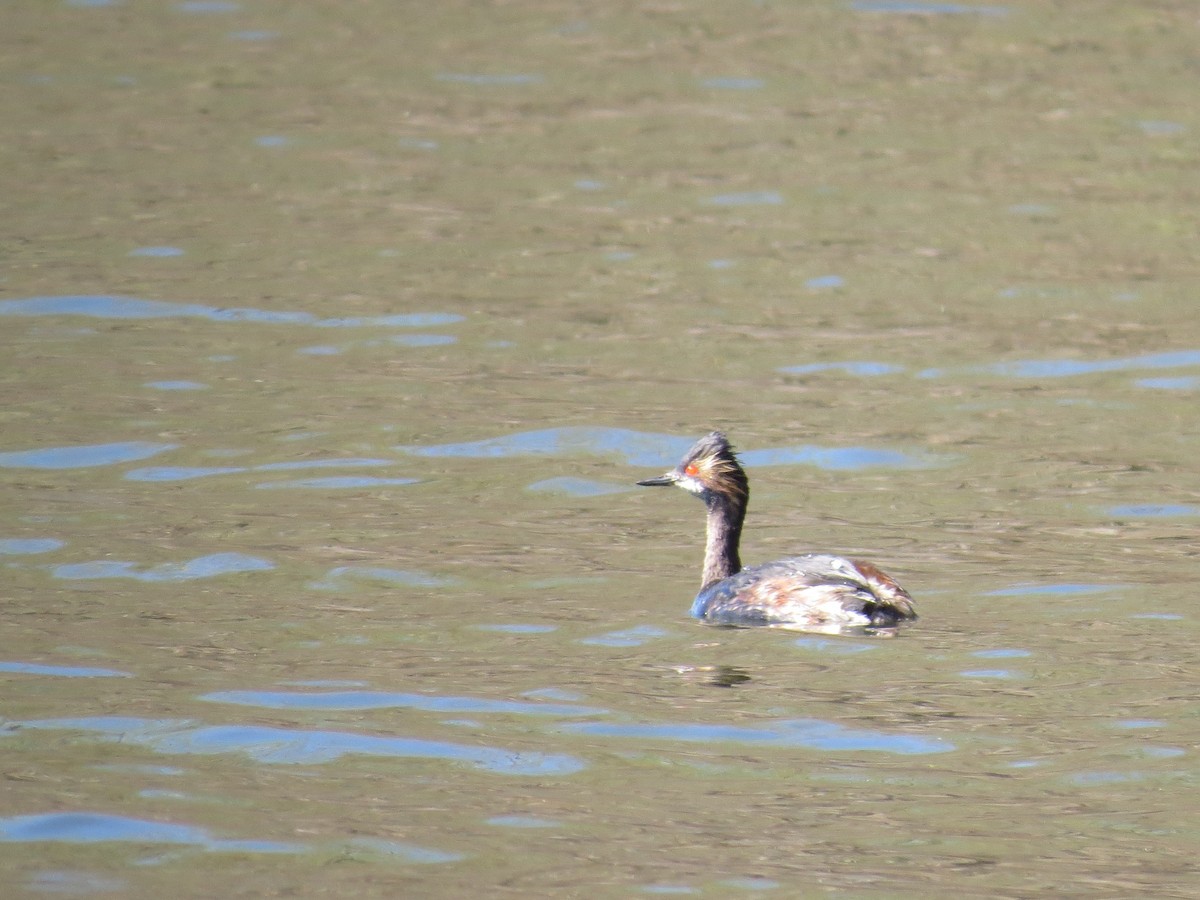 Eared Grebe - Michael David