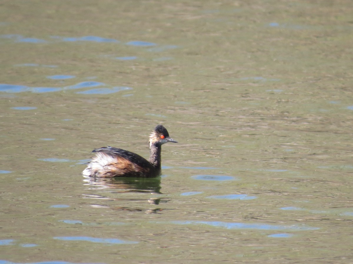 Eared Grebe - ML158539041