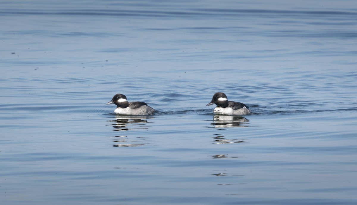 Bufflehead - ML158539101