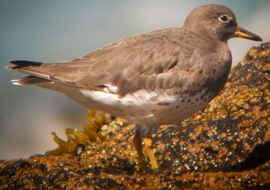 Surfbird - ML158544321