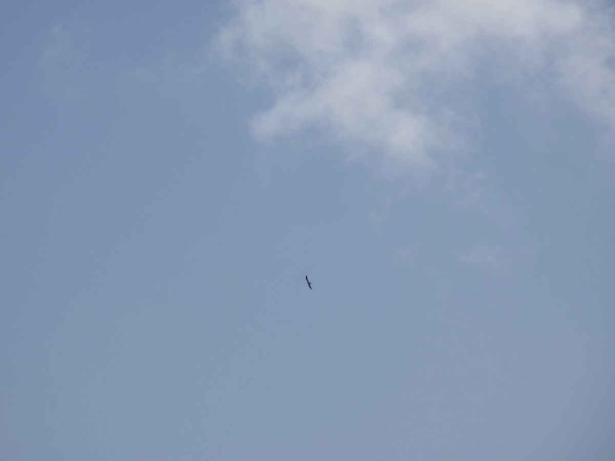 Swallow-tailed Kite - ML158544491