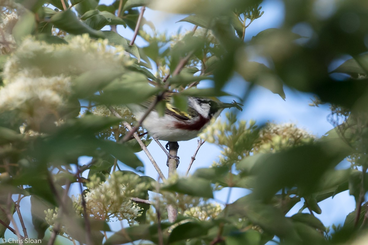 Chestnut-sided Warbler - ML158547191