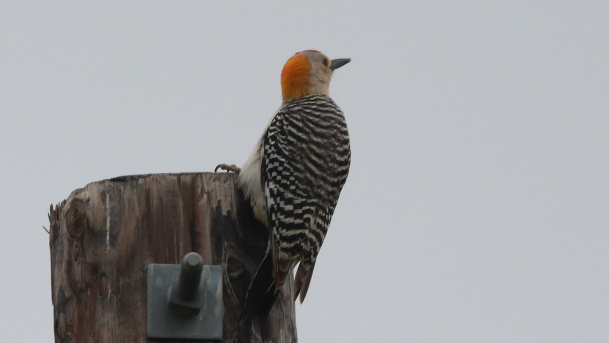 Golden-fronted Woodpecker - Bez Bezuidenhout