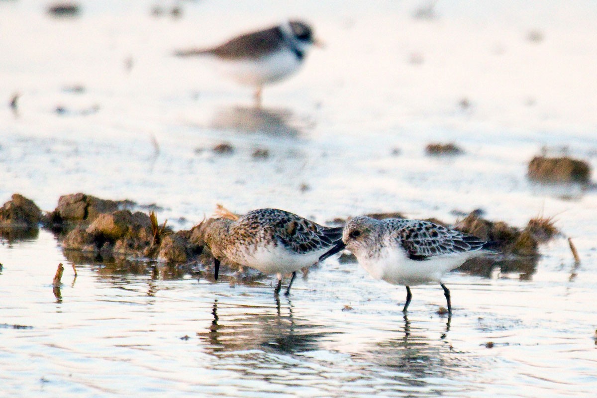 Sanderling - Jesús Lavedán Rodríguez