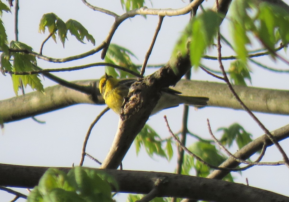 Townsend's Warbler - ML158549761