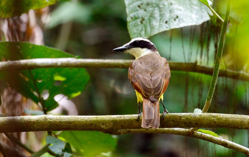 Great Kiskadee - ML158549941