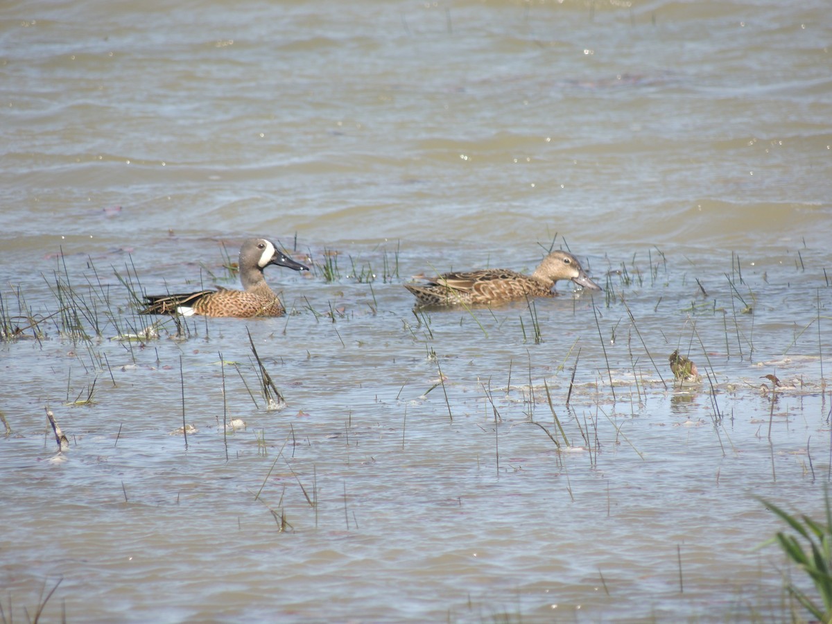 Blue-winged Teal - ML158554491