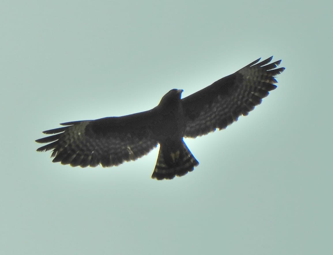 Short-tailed Hawk - Astrid Fernanda Hernández