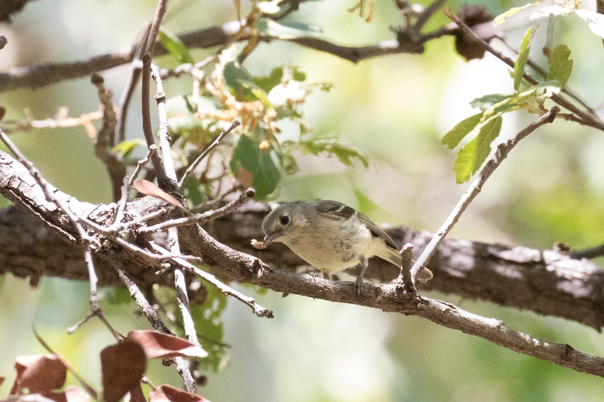 Hutton's Vireo - Anne Olsen