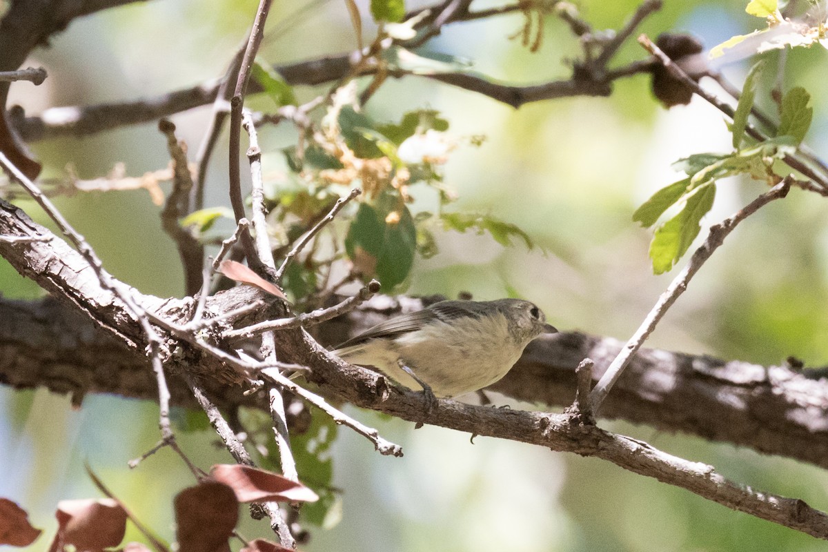 Hutton's Vireo - Anne Olsen