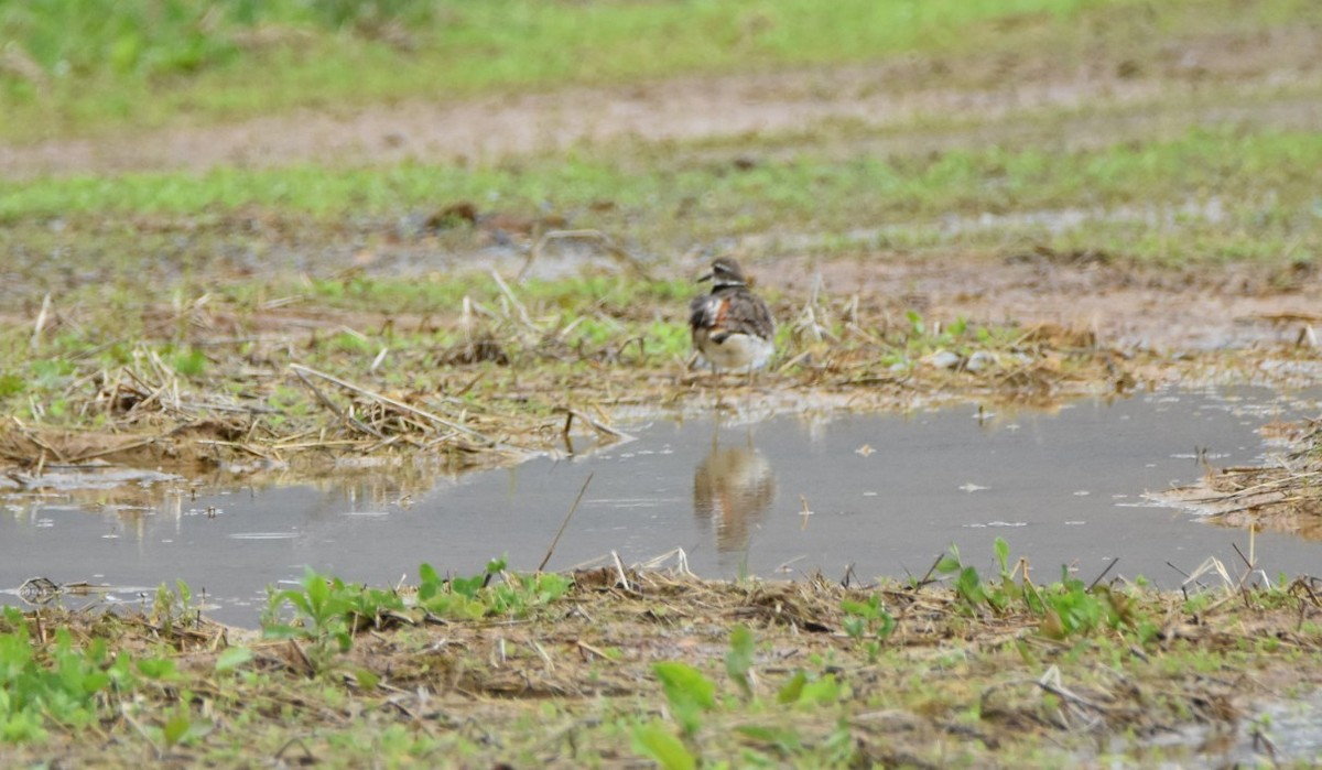 Killdeer - ML158557931