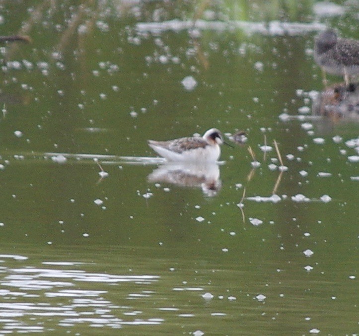 Wilson's Phalarope - ML158559281