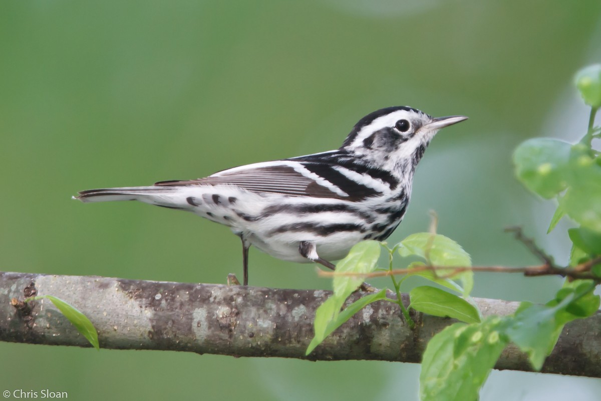 Black-and-white Warbler - Christopher Sloan