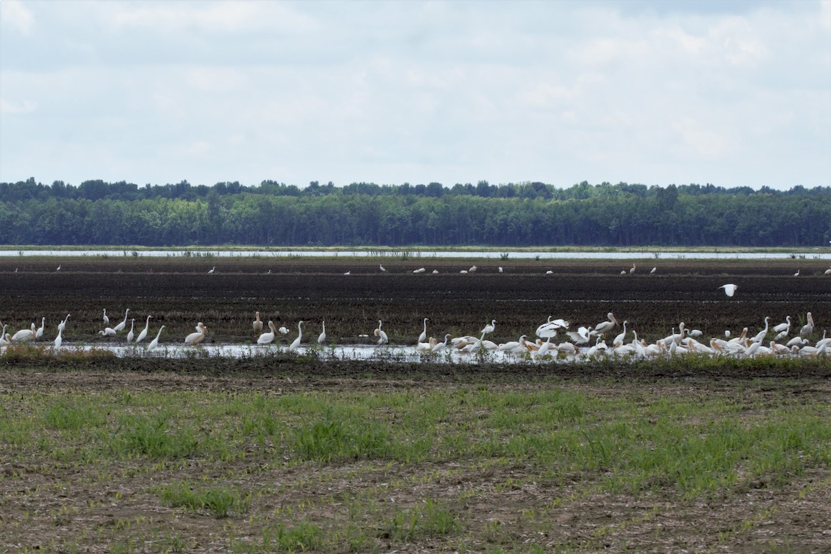 American White Pelican - ML158560791