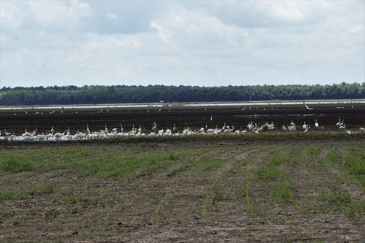 American White Pelican - ML158560821