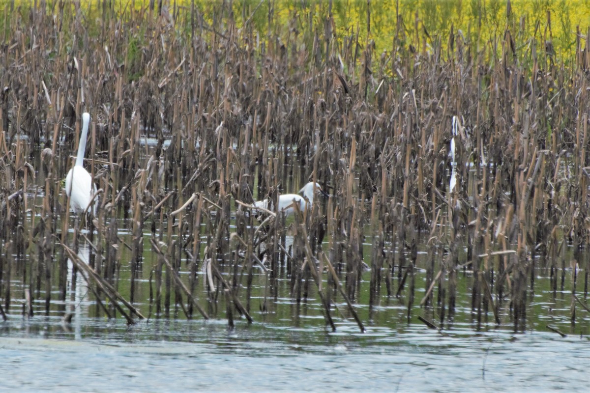 Snowy Egret - ML158560871
