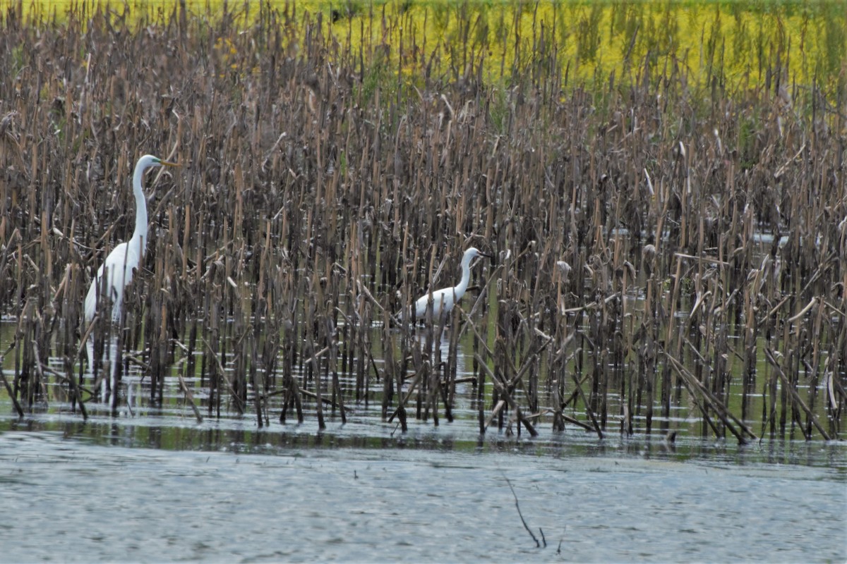 Snowy Egret - ML158560891