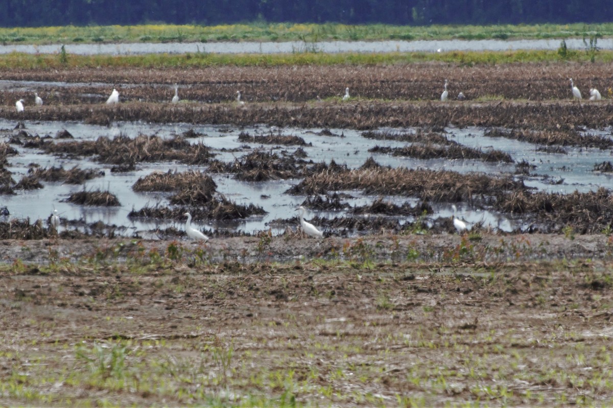 Snowy Egret - ML158560921
