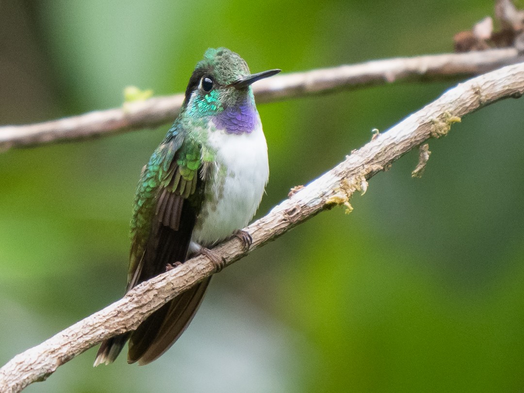 White-bellied Mountain-gem - Chris Fischer