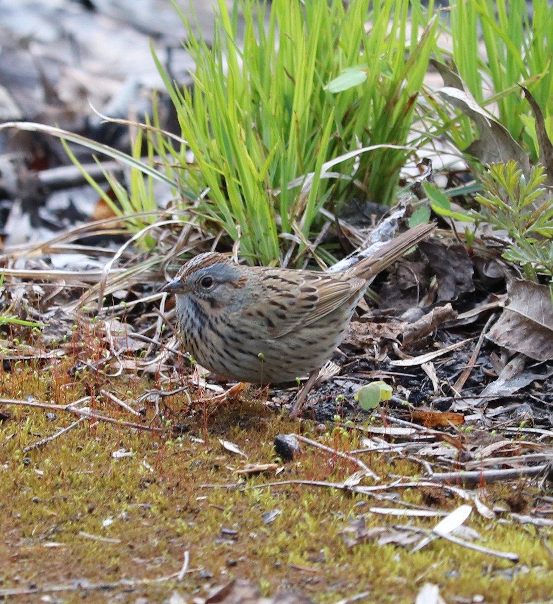 Lincoln's Sparrow - ML158563771