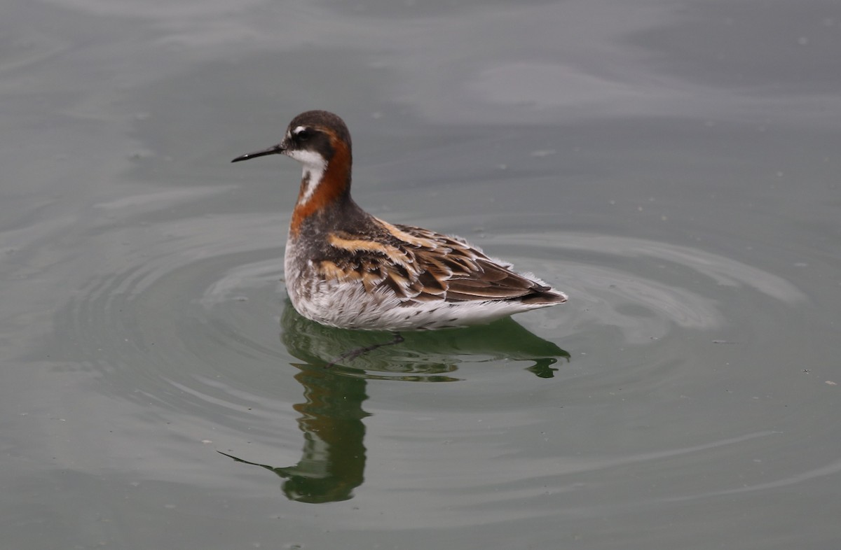 Red-necked Phalarope - ML158564391