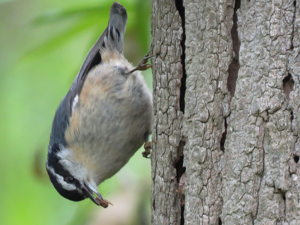 Red-breasted Nuthatch - ML158564531
