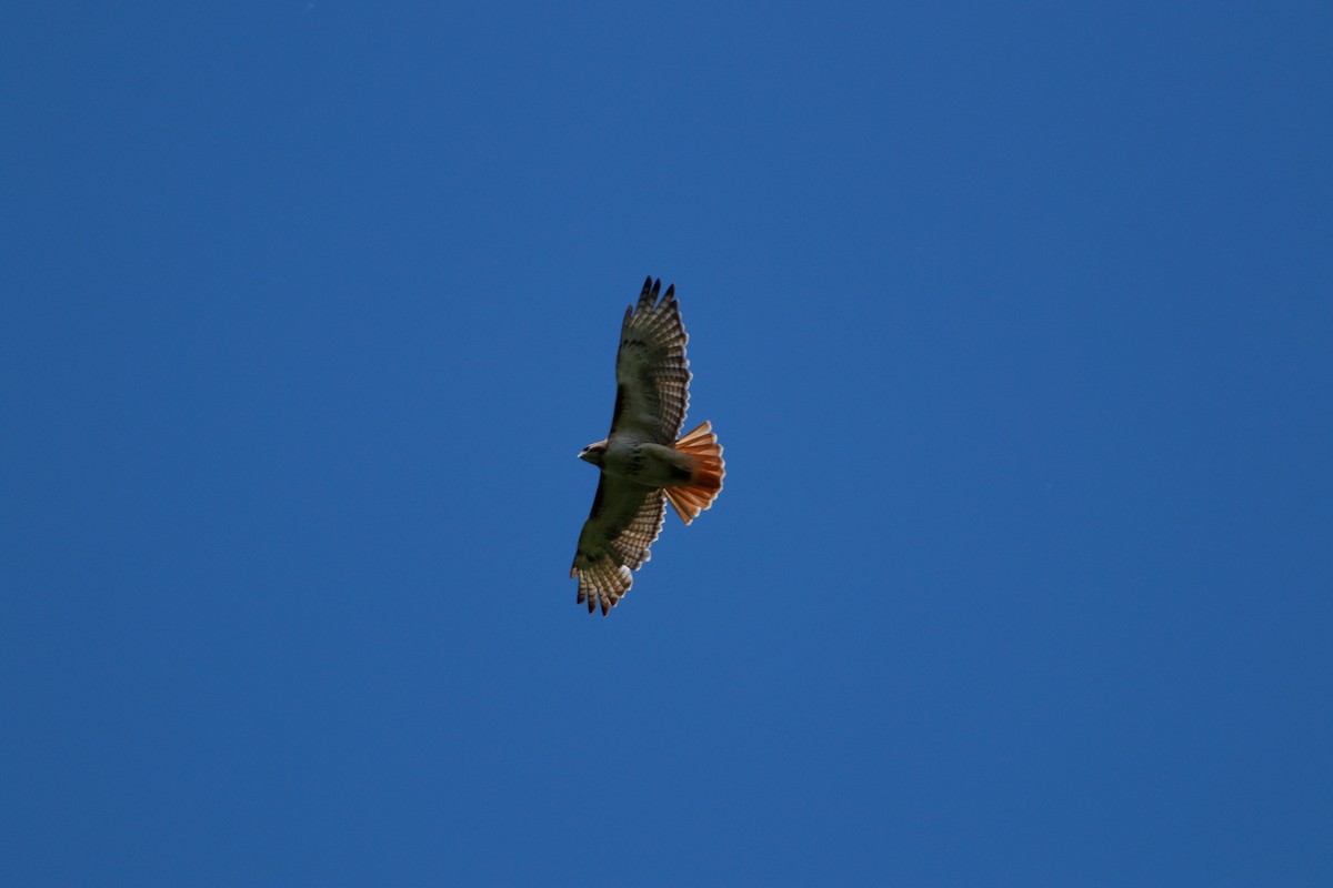 Red-tailed Hawk - ML158565031