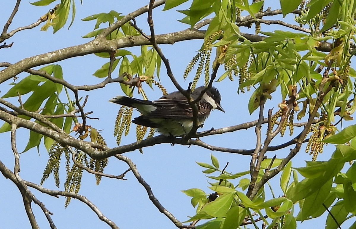 Eastern Kingbird - ML158565641