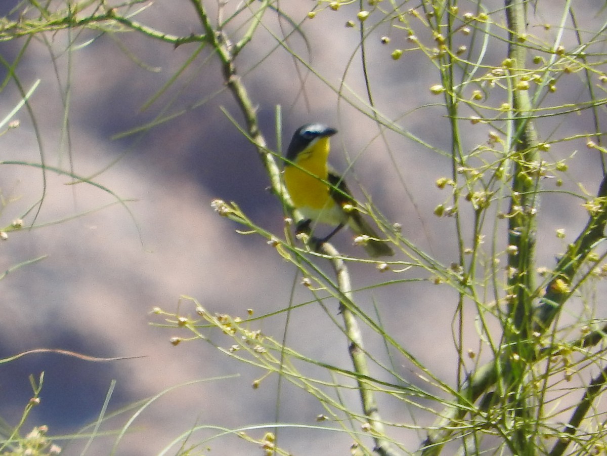 Yellow-breasted Chat - Mary Tannehill