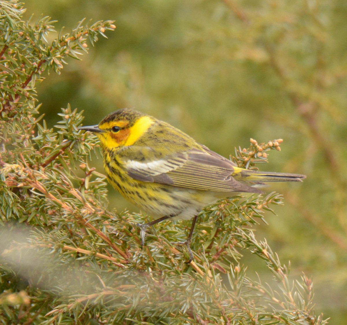 Cape May Warbler - ML158568221